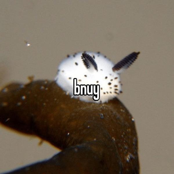 Project Bnuy Dimension