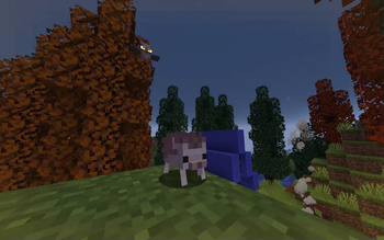 Chocco's Cozy Campers