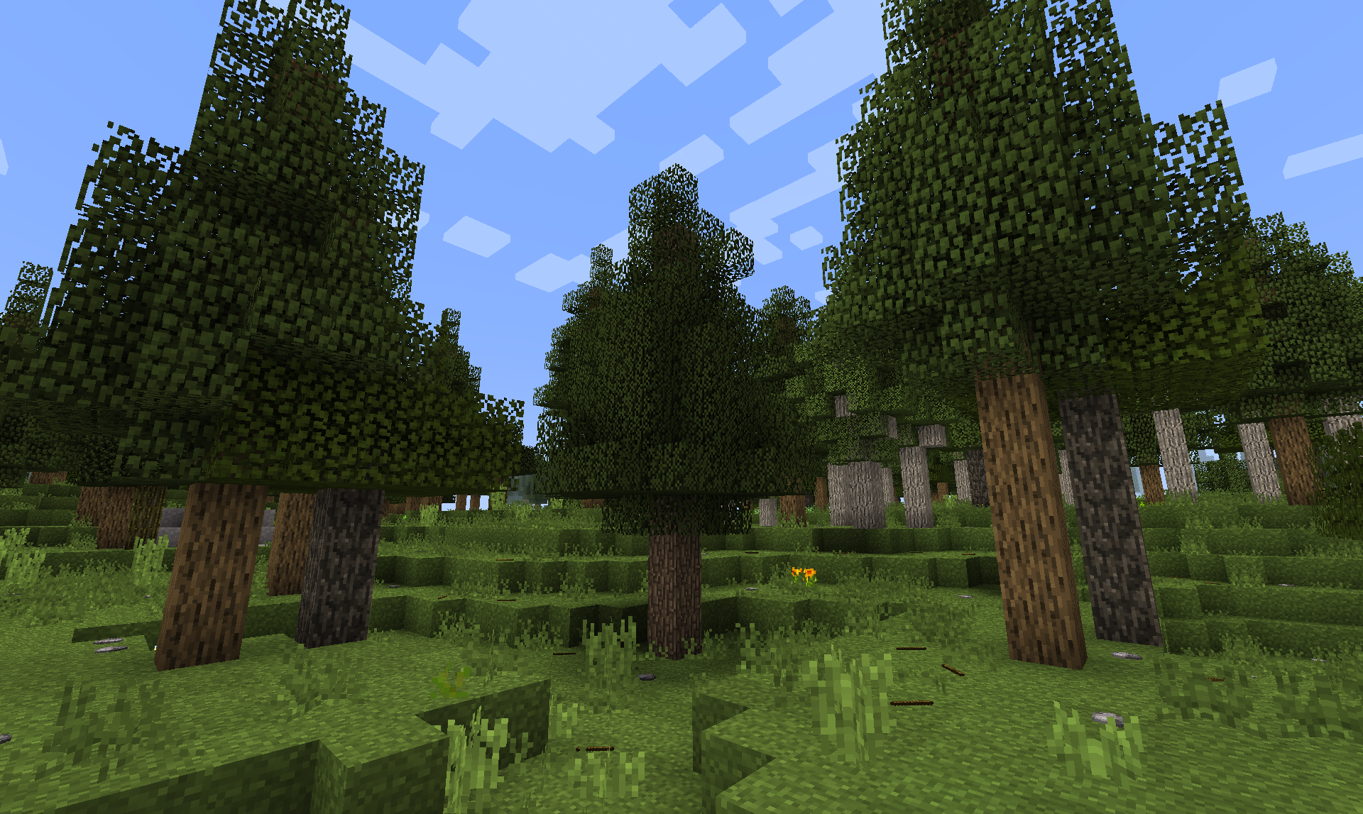 White Elm My Beloved
