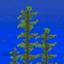 Kelp Fertilizer