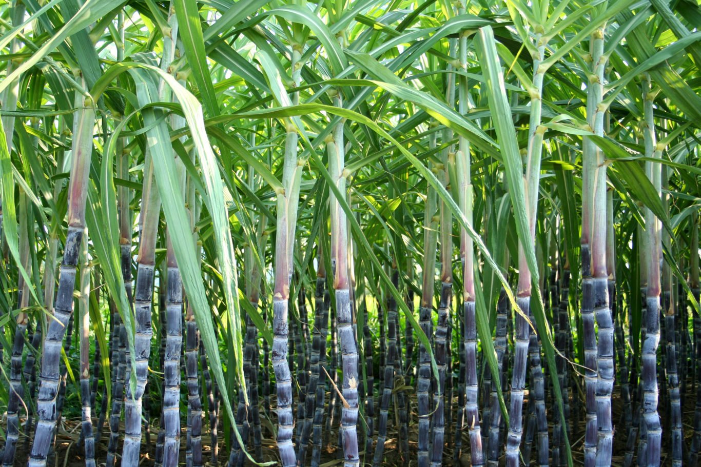 Melons Sugar Cane+