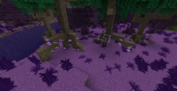 Mushrooms and Caverns
