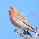 Ornithe Standard Libraries