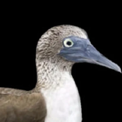Sulidae Utils