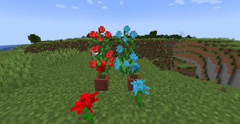 Roses