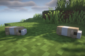 Sean's Guinea Pigs