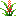Wild Flowers